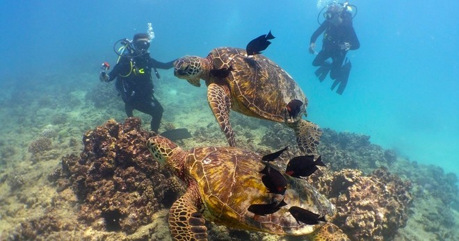 2 Tank Shallow Reef Boat Dives - Waikiki