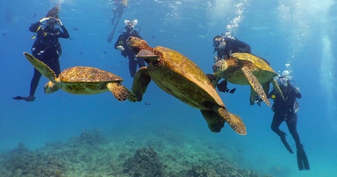 2 Tank Shallow Reef Boat Dives - Waikiki