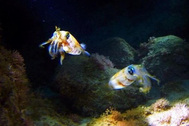 Night Dive - Marine Preserve North Shore