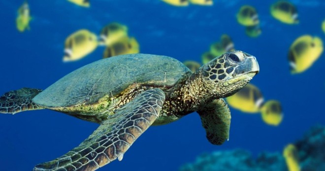 SCUBA Shore Dive at Sea Turtle Cove