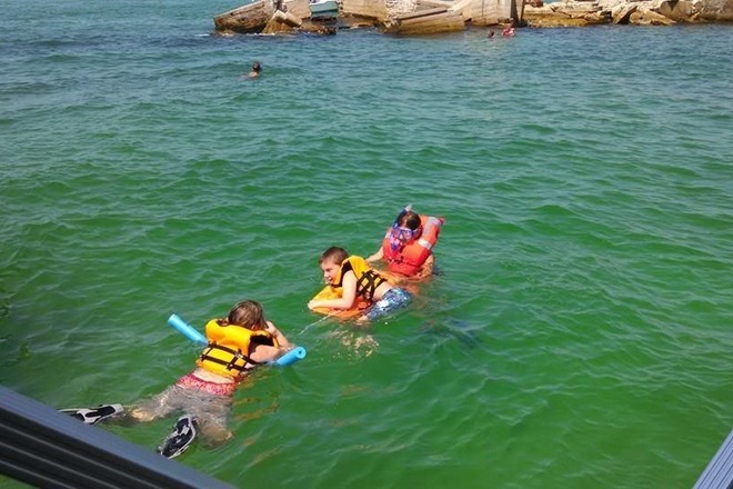 Dolphin-Snorkeling Cruise to Shell Key (9AM)