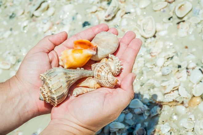 Cape Romano Shelling Tours - 2 Hours • All Ages Welcome