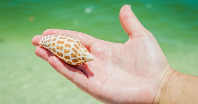 2 Hour Shelling Tour - Private Trip