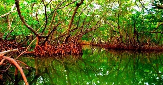 Guided Kayak Mangrove Tunnel Tour - 2hrs