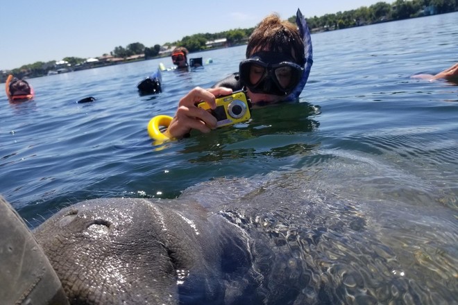 Classic Semi-Private-Swimming with Manatees - 3hrs