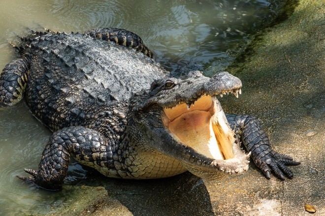Private Everglades Tour - 4hrs