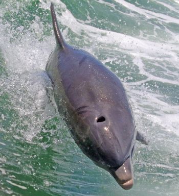 Dolphin Fun - Private Tour - 1.5 hrs - 6ppl max