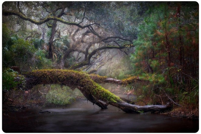 Backroads & Live Oaks Excursion - Half Day Excursion 