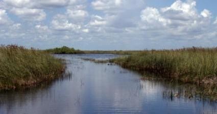 Full Day Tour: Dry Hike & Everglades 1 HR Airboat Adventure