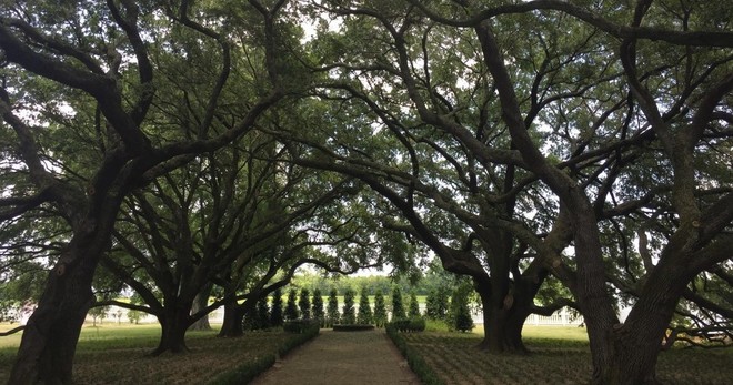 Whitney Plantation + Swamp Tour • Large Airboat Ride- 7.5hrs