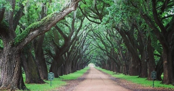 Whitney Plantation Audio Tour - 5.5hrs