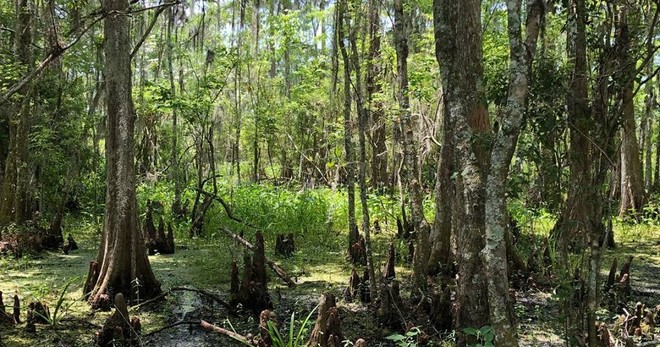 New Orleans Swamp Tour • 5 Hour
