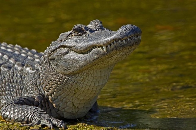 Airboat Swamp Tour - 3.5hrs