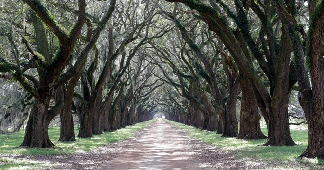 Creole Plantation Tour - 6.5hrs