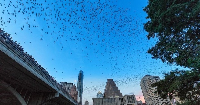 Sunset Congress Avenue Bat Bridge Tour - 2hrs