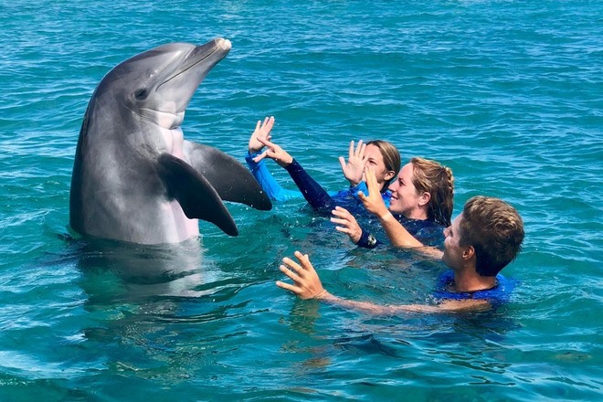 Dolphin Splash and Swim - 1hr
