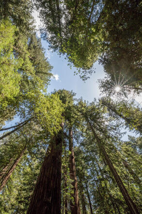 Redwoods & Wine Country Tour