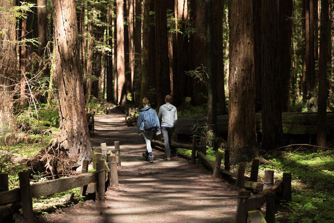 Redwoods, California Coast & Sausalito Tour