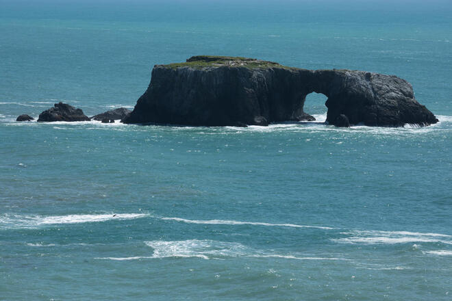 Redwoods, California Coast & Sausalito Tour
