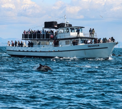 Whale Watch