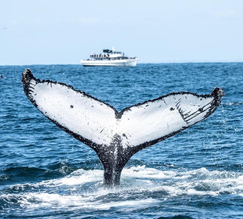 Whale Watch