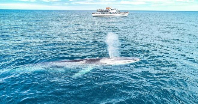 Whale Watch