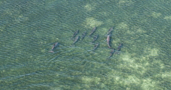 Key West Eco Tour