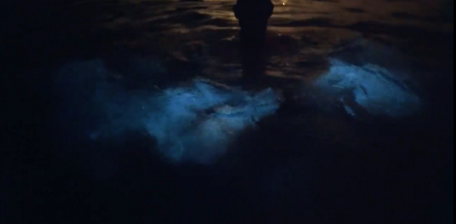 Bioluminecent Bay and Hot Spring Tour