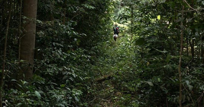 TreeTop Canopy Adventure