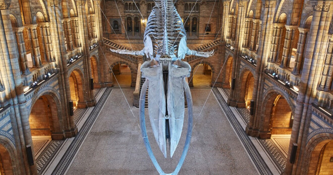 Natural History Museum of London Guided Tour - Semi-Private 