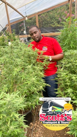Weed Farm - Marijuana Plantation Tours